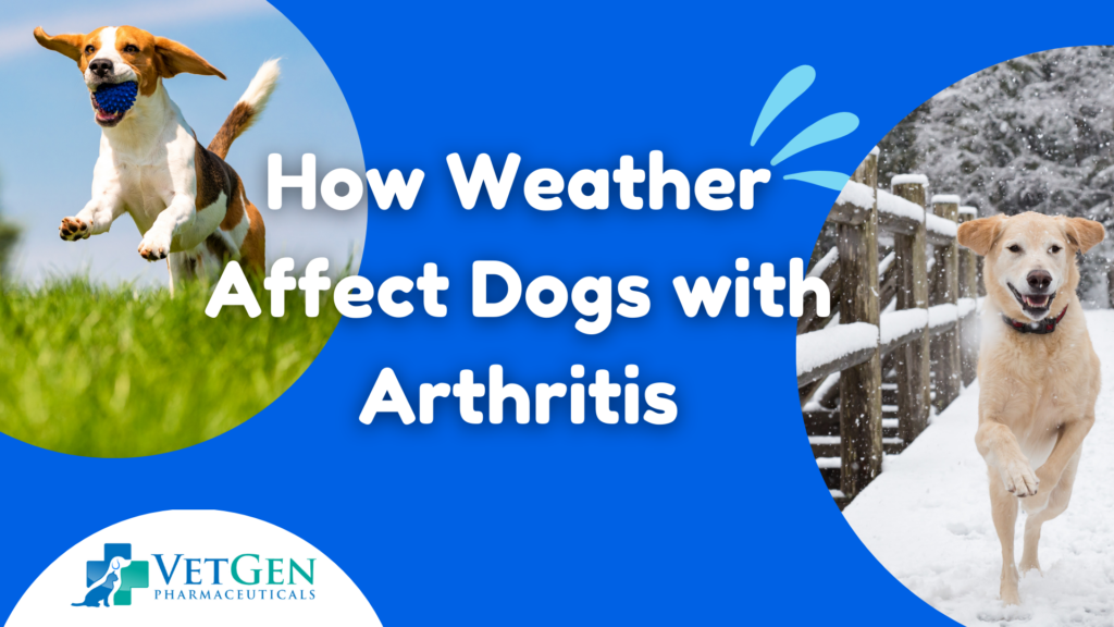 How Weather Changes Affect Dogs with Arthritis  