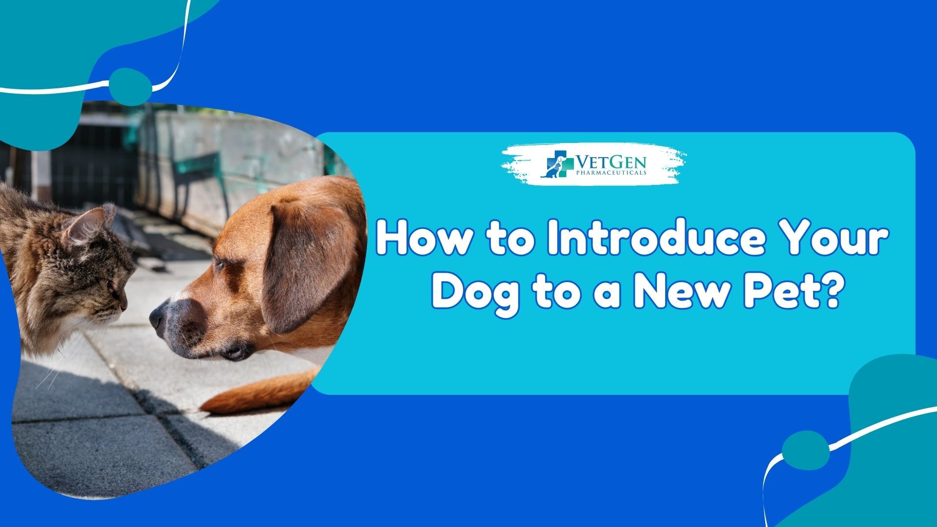 How to Introduce Your Dog to a New Pet