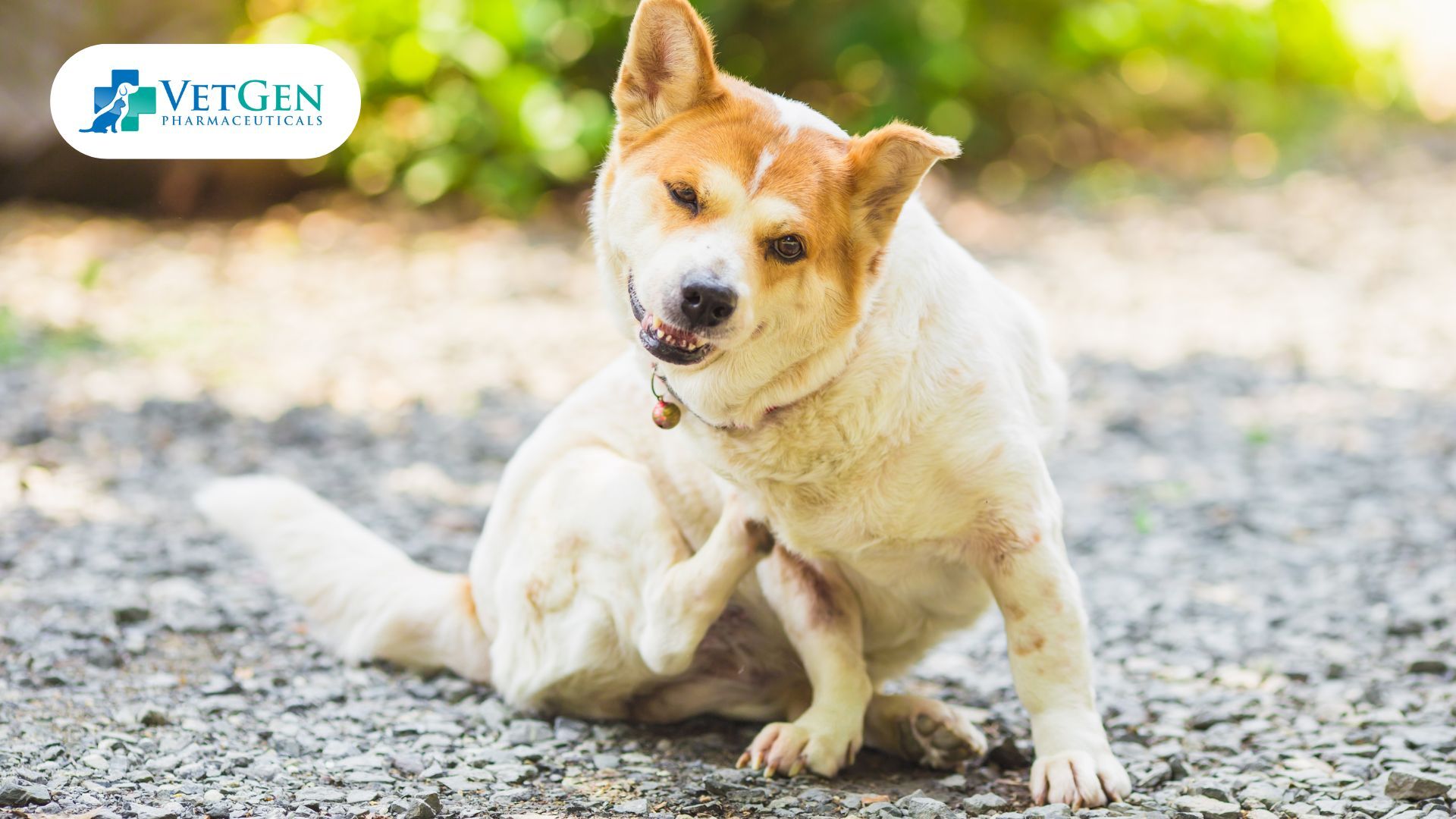 Itchy Skin in Dogs