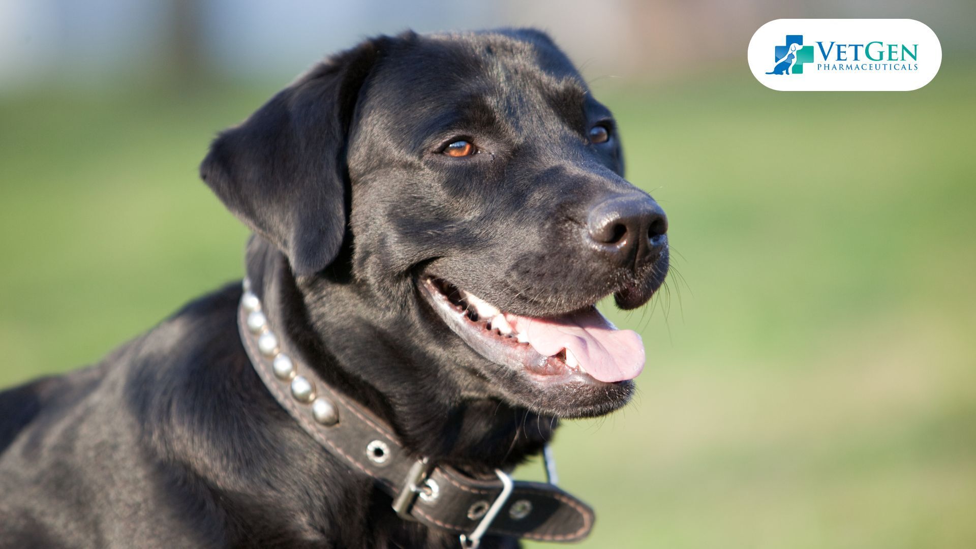 Labrador Retrievers