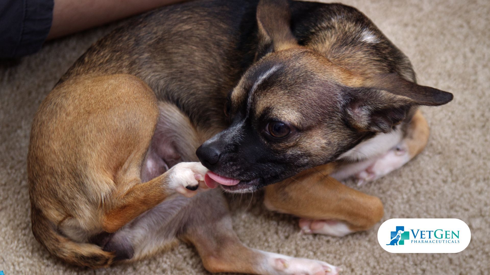 Licking Dog Paws