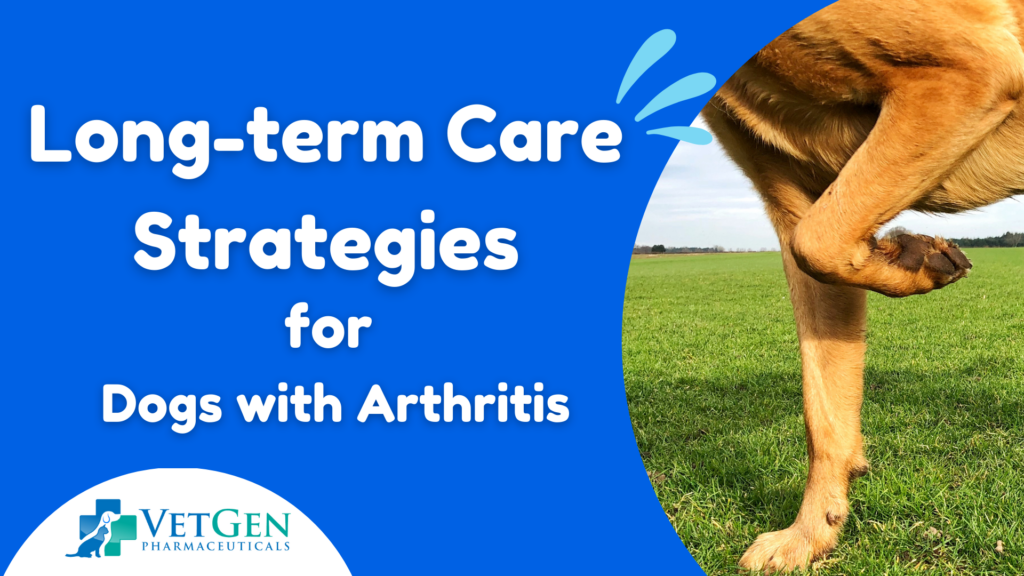 Long-term Care Strategies for Dogs with Arthritis