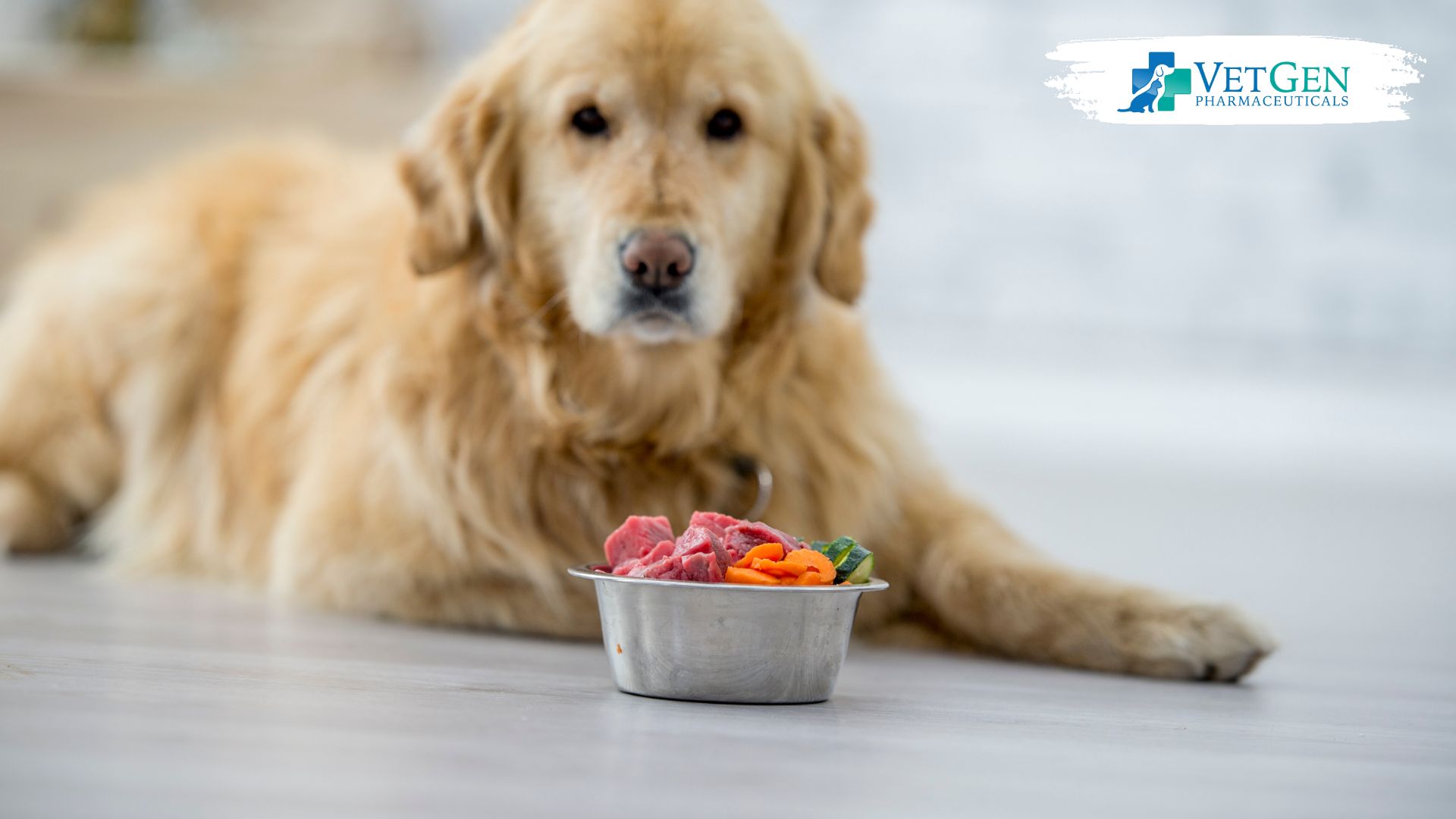 Preventing SIBO in Dogs - well-balanced diets