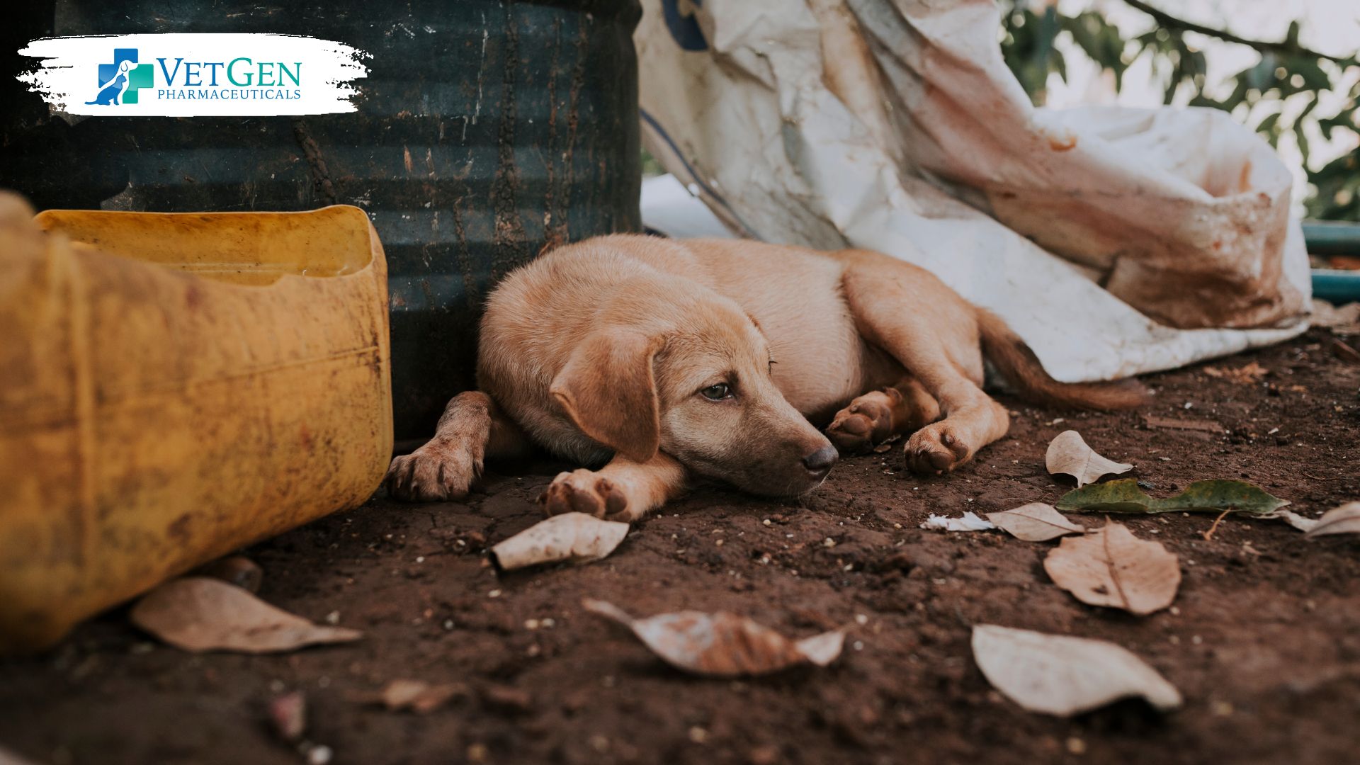 Symptoms of SIBO - Chronic diarrhea in dogs
