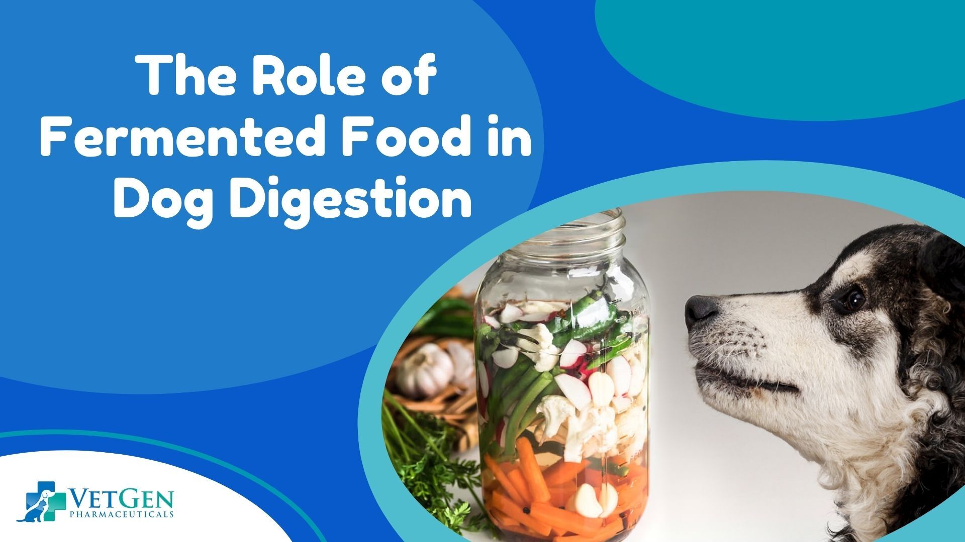 The Role of Fermented Foods in Dog Digestion