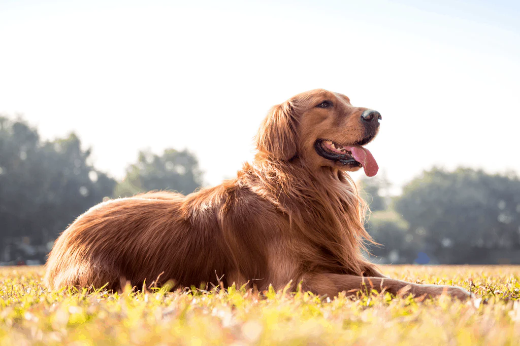 Understanding Golden Retriever Fur Coats
