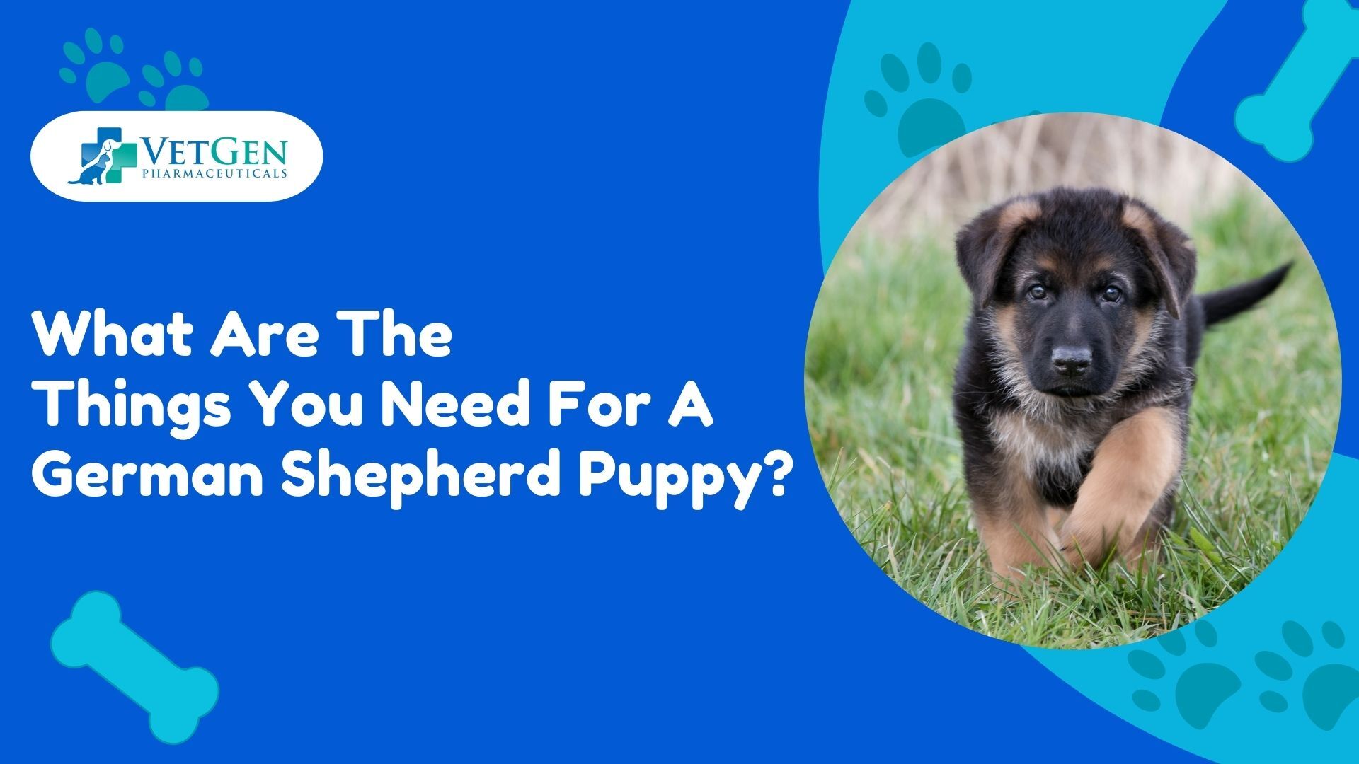 What Are The Things You Need For A German Shepherd Puppy