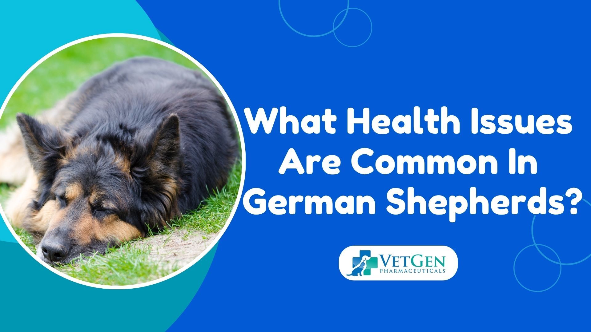 What Health Issues Are Common In German Shepherds