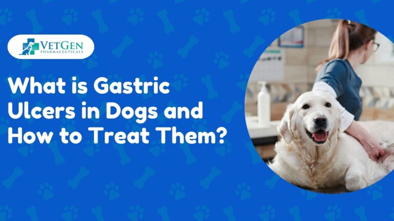 What is Gastric Ulcers in Dogs and How to Treat Them