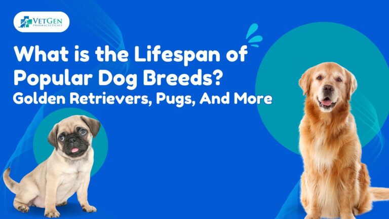 What is the Lifespan of Popular Dog Breeds Golden Retrievers, Pugs, And More