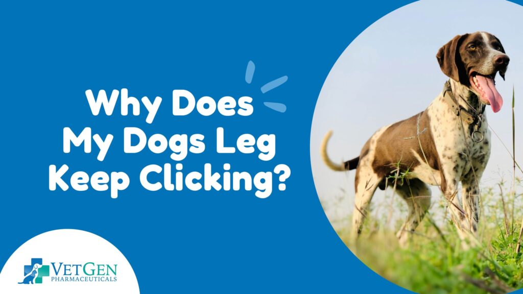 Why Does My Dog Leg Keep Clicking?