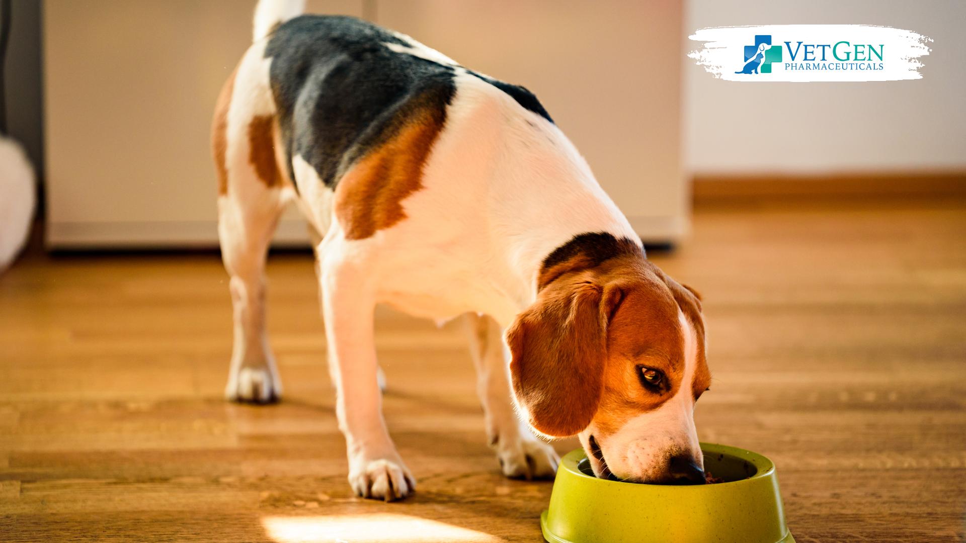 Why gut health matters for dogs? - Vetgen