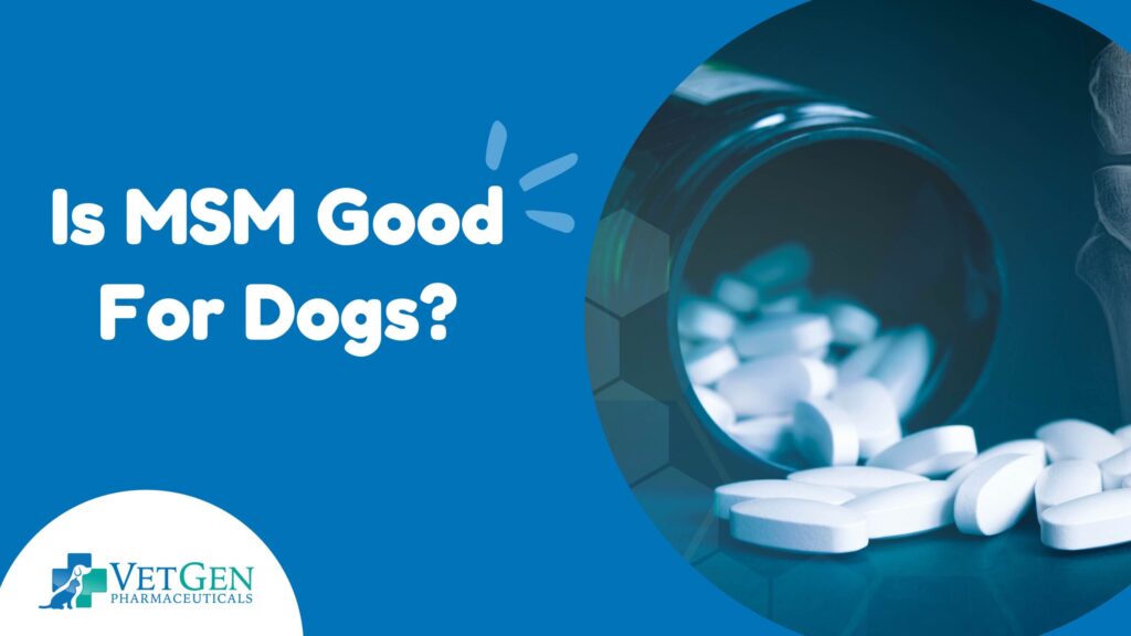 Is MSM good for dogs