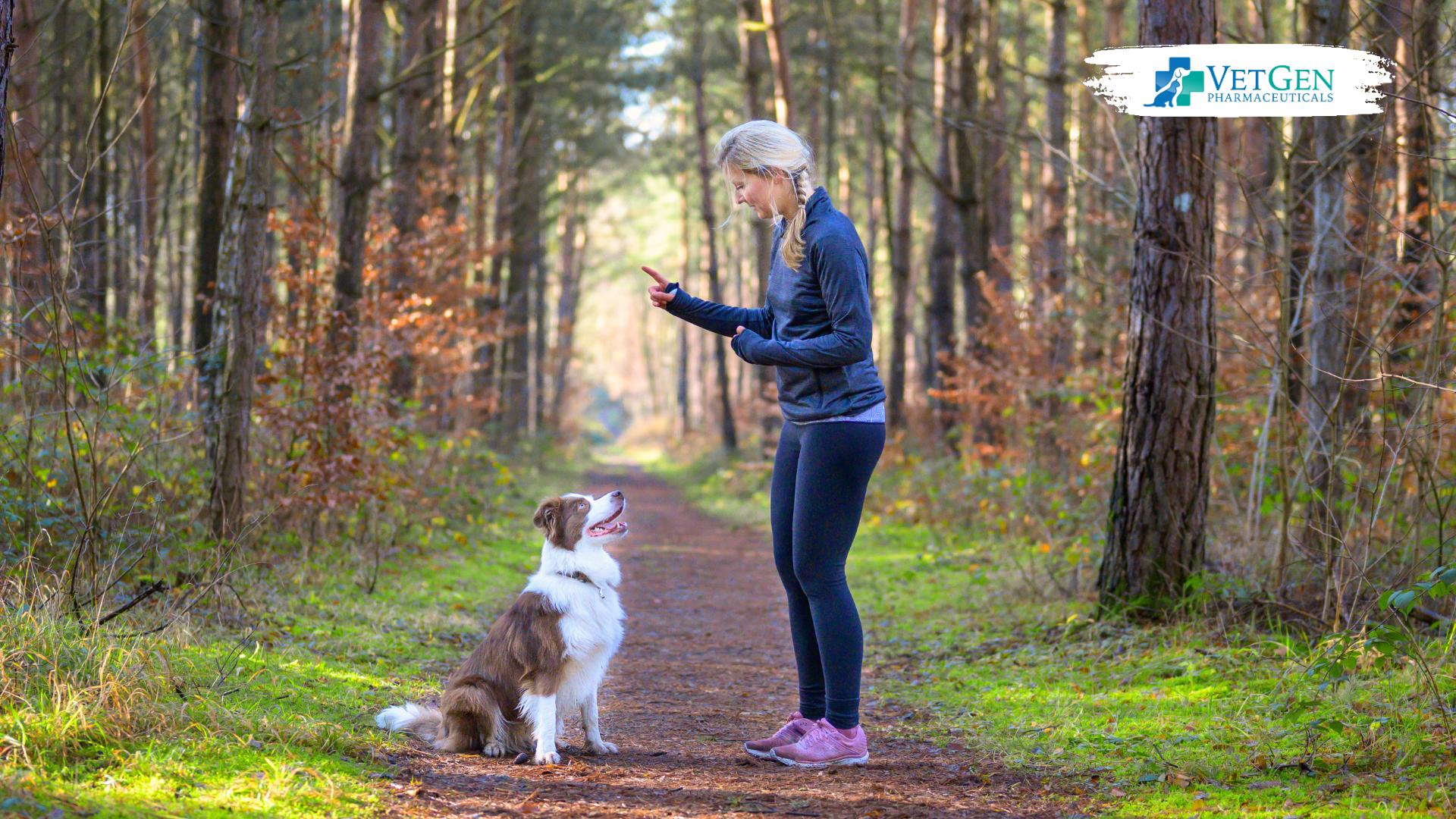 Train or give commands to your dog 