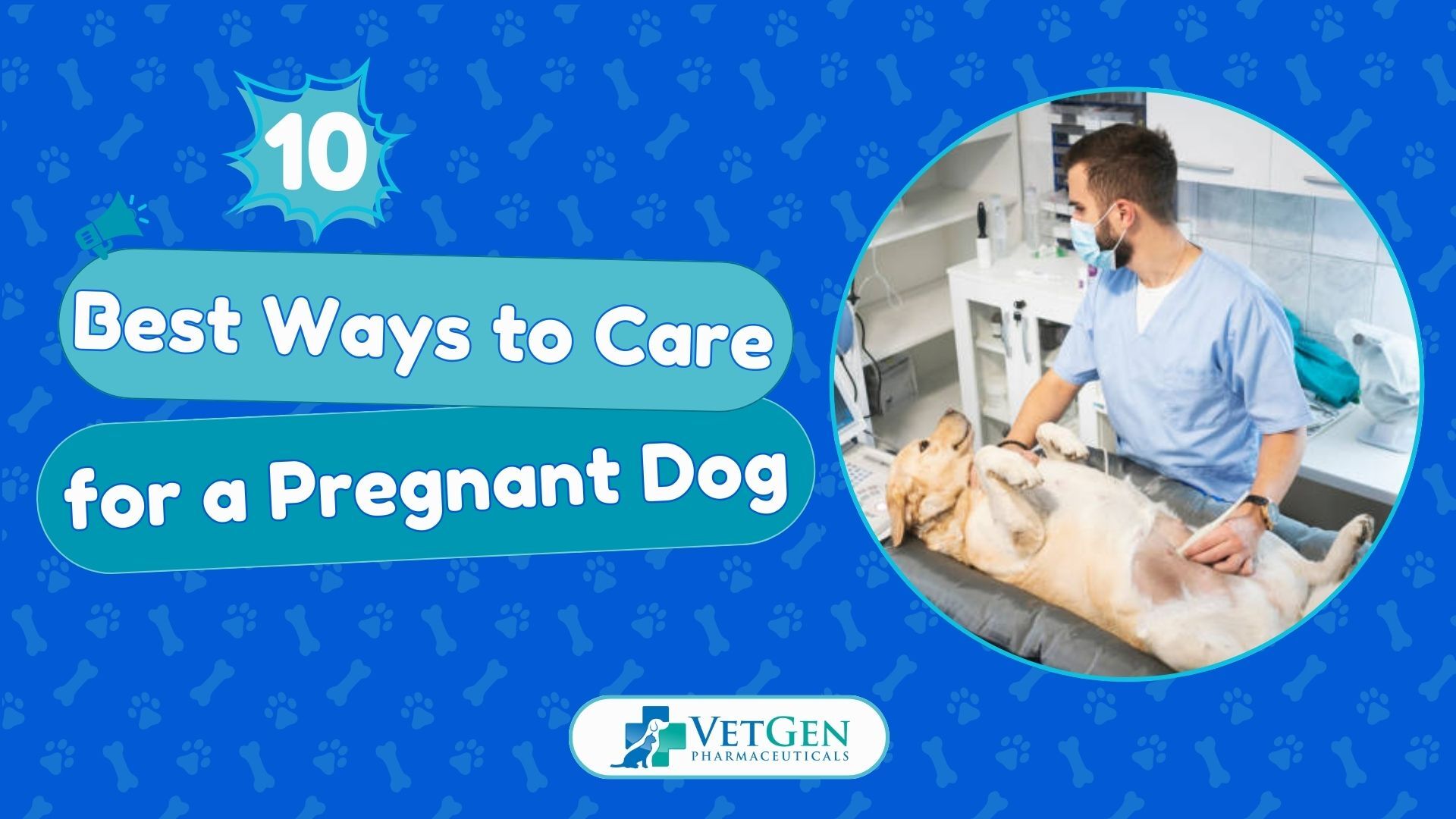 10 Best Ways to Care for a Pregnant Dog