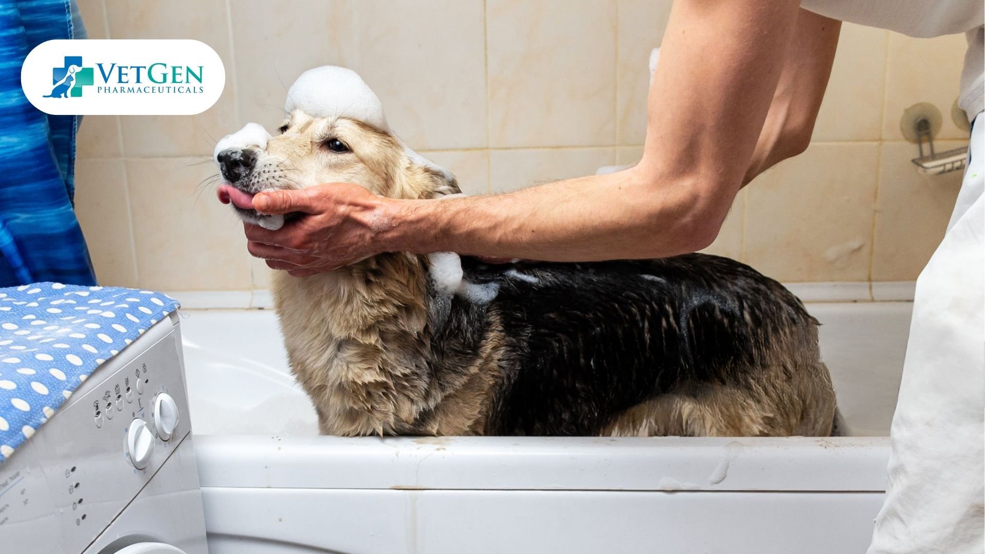 Bath for German shepherd