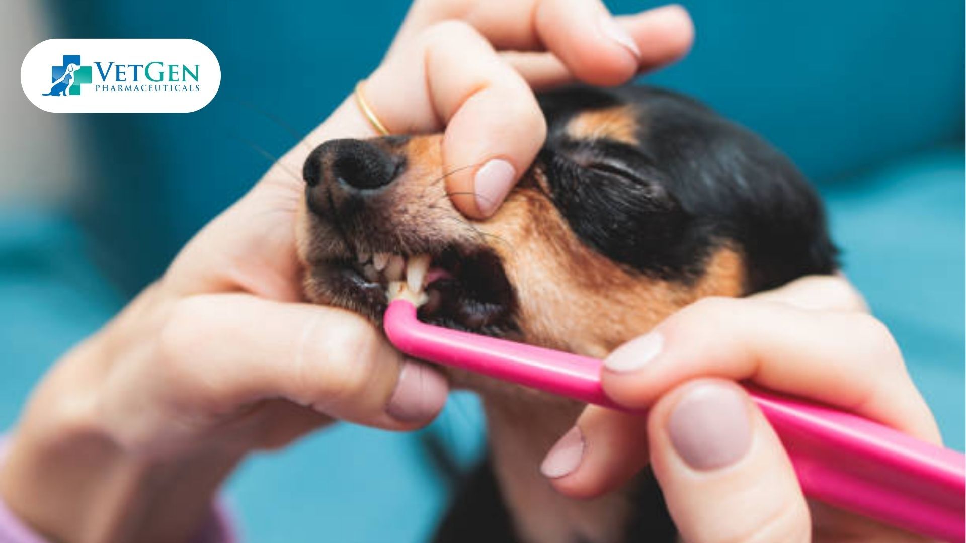 Brushing Teeth for German shepherd