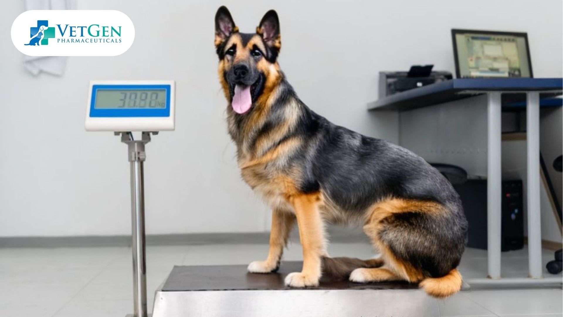 Checking Weight for German Shepherds