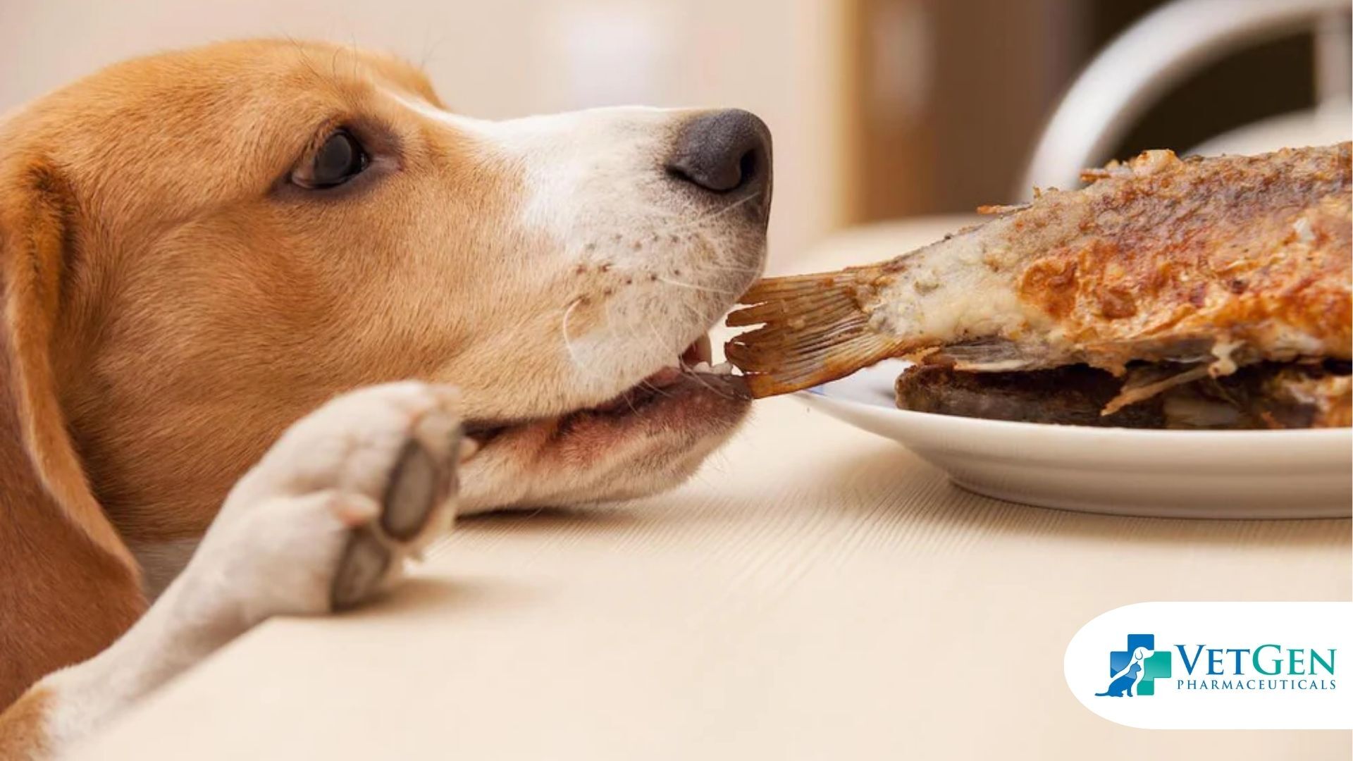 Dogs-eating-Fish