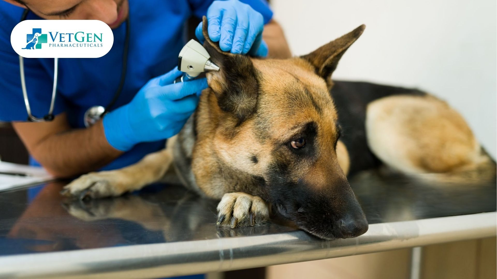 Ear cleaning for German Shepard