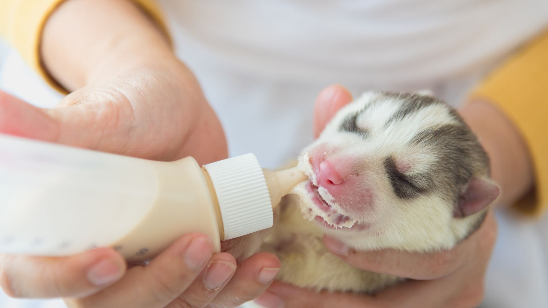 Feeding for new born puppy