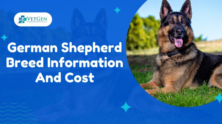 German Shepherd Breed Information And Cost