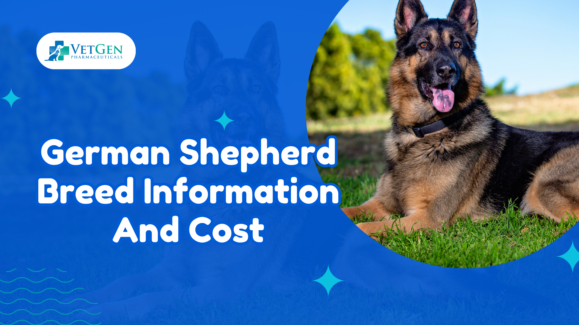 German Shepherd Breed Information And Cost