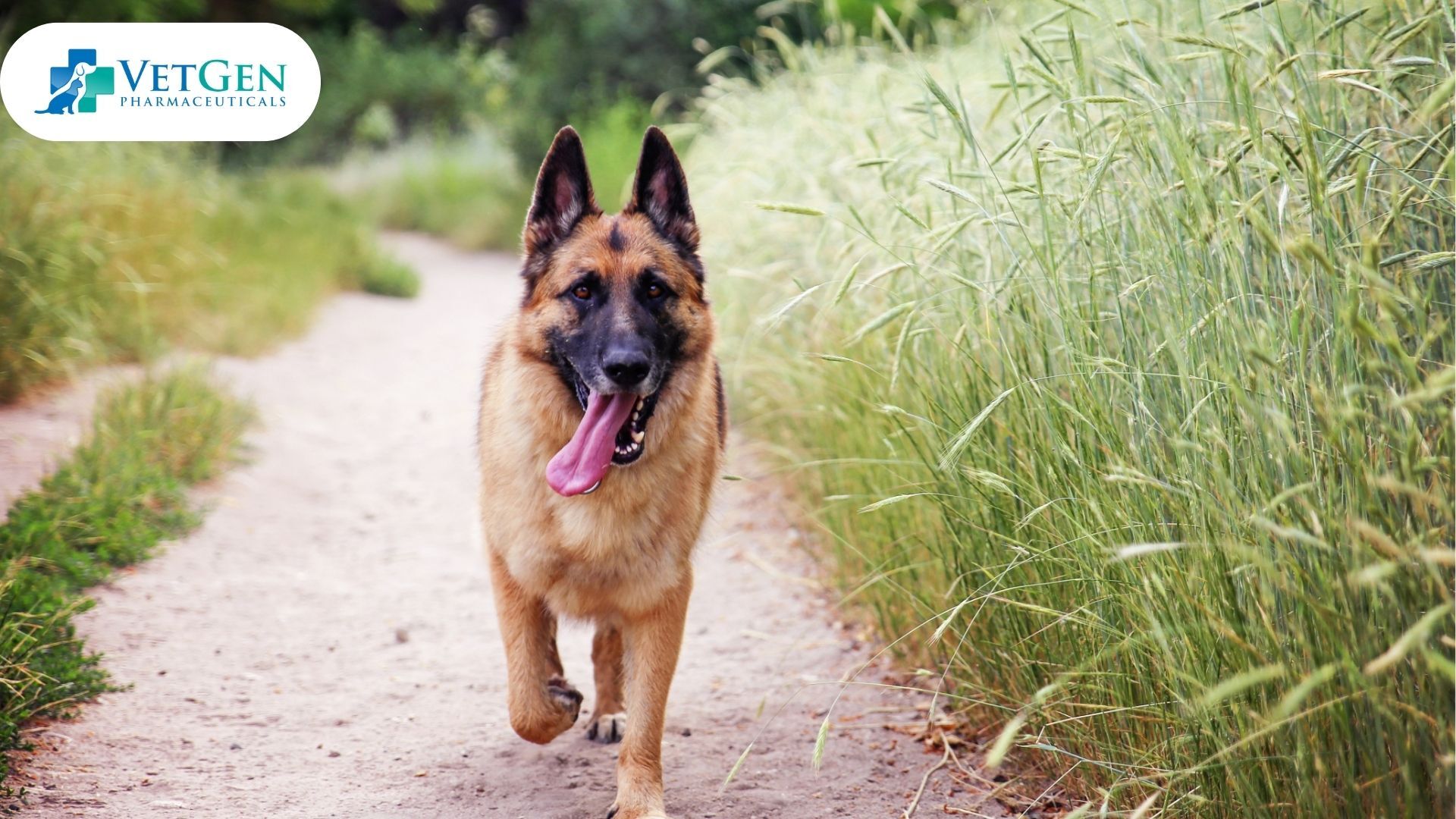 German Shepherd Brisk Walks