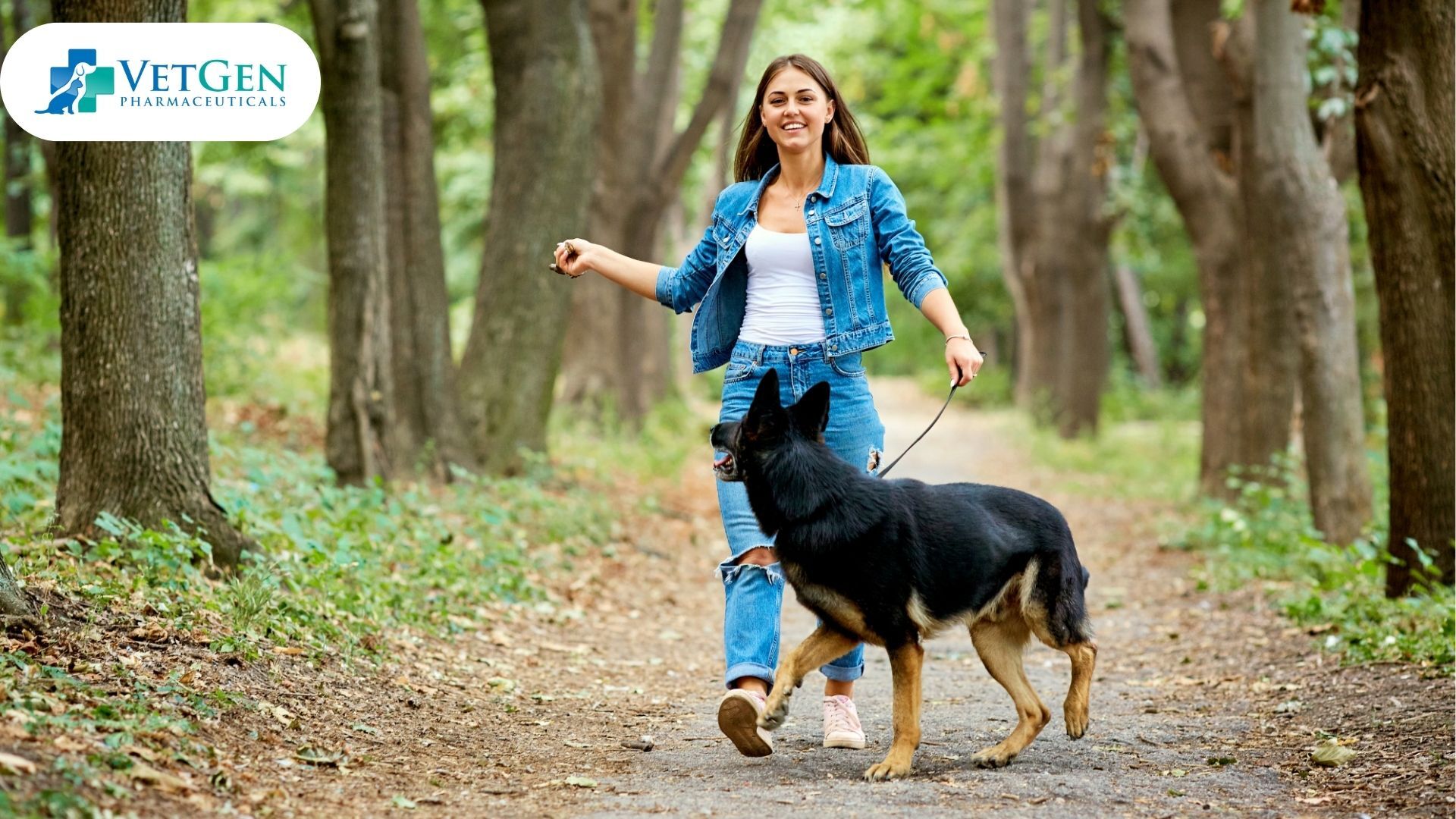 German Shepherd Jogging