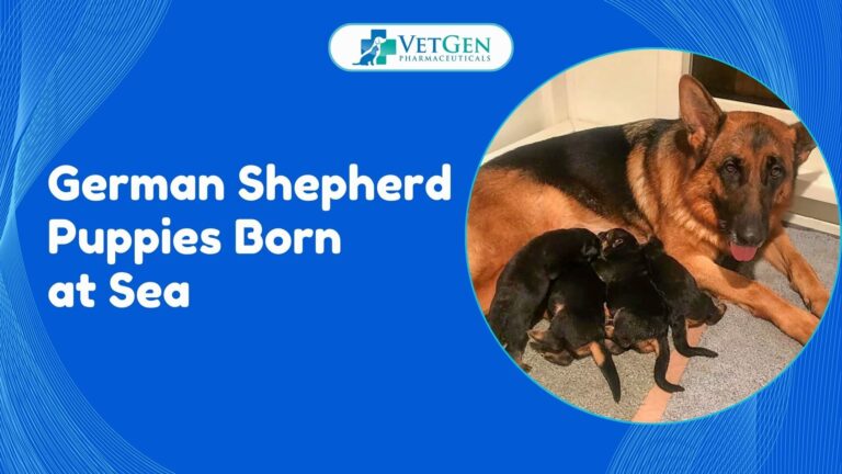 German Shepherd Puppies Born at Sea