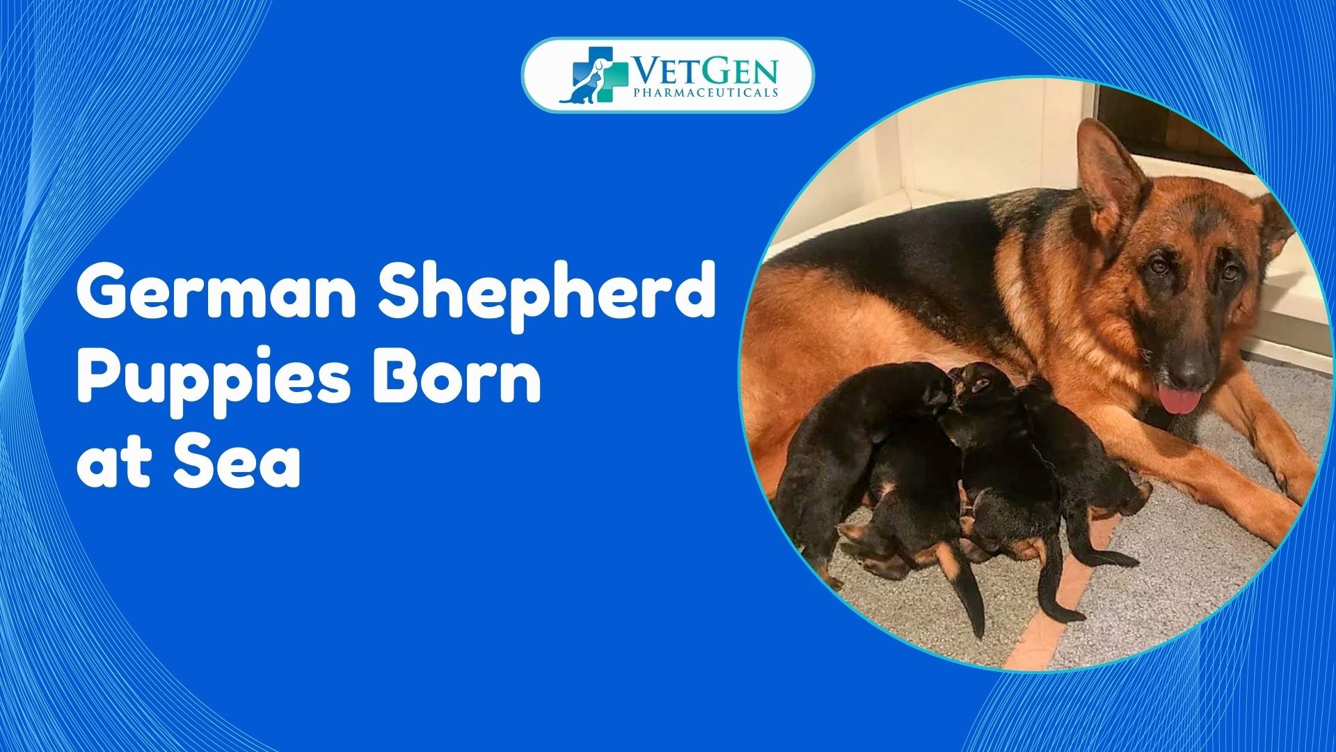 German Shepherd Puppies Born at Sea