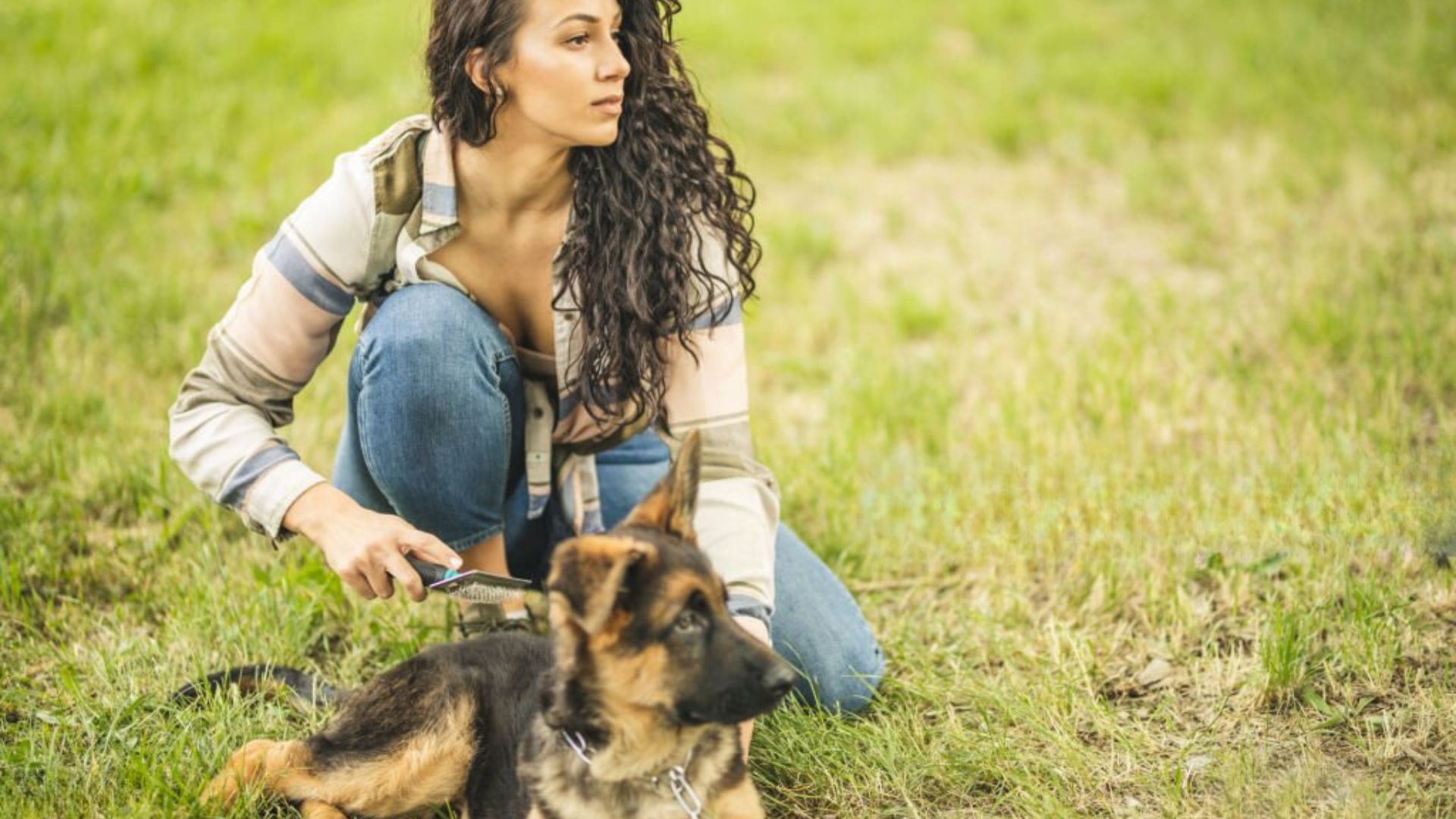 Grooming for German Shepherds