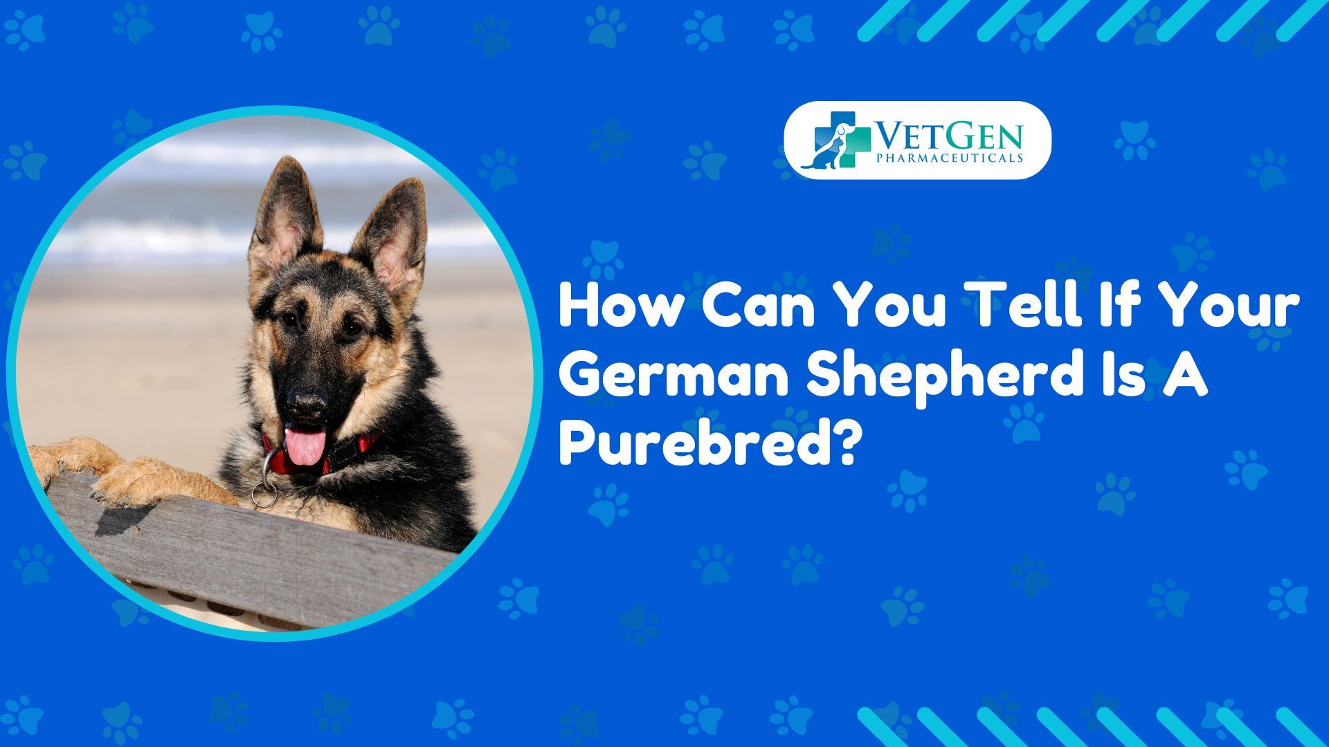 How Can You Tell If Your German Shepherd Is A Purebred