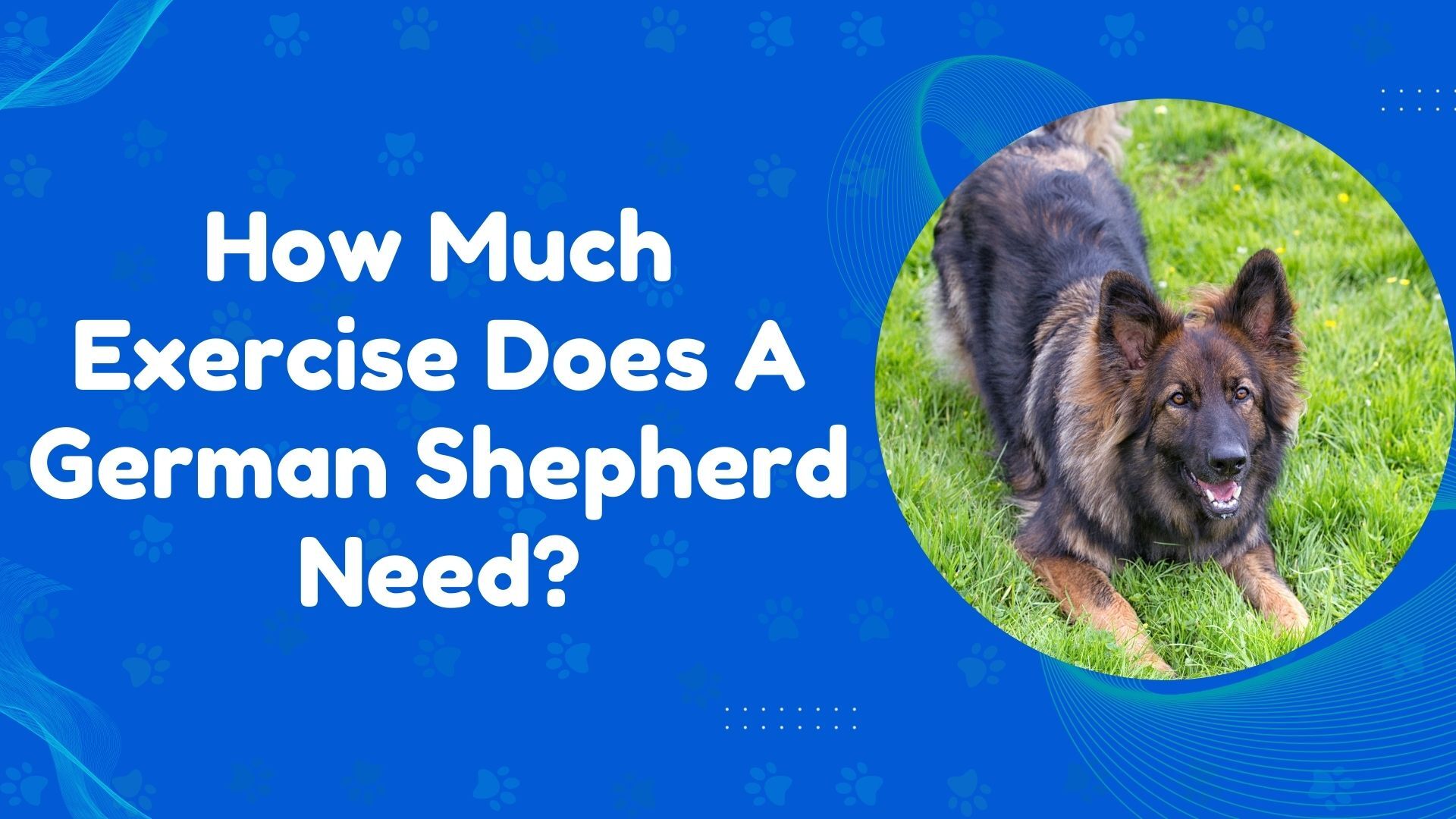 How Much Exercise Does A German Shepherd Need