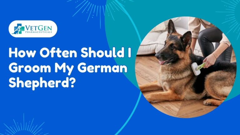 How Often Should I Groom My German Shepherd