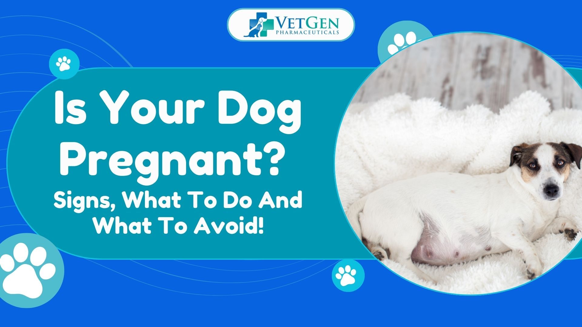 Is Your Dog Pregnant Signs, What To Do And What To Avoid!