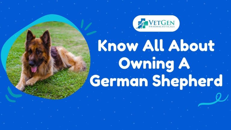 Know All About Owning A German Shepherd