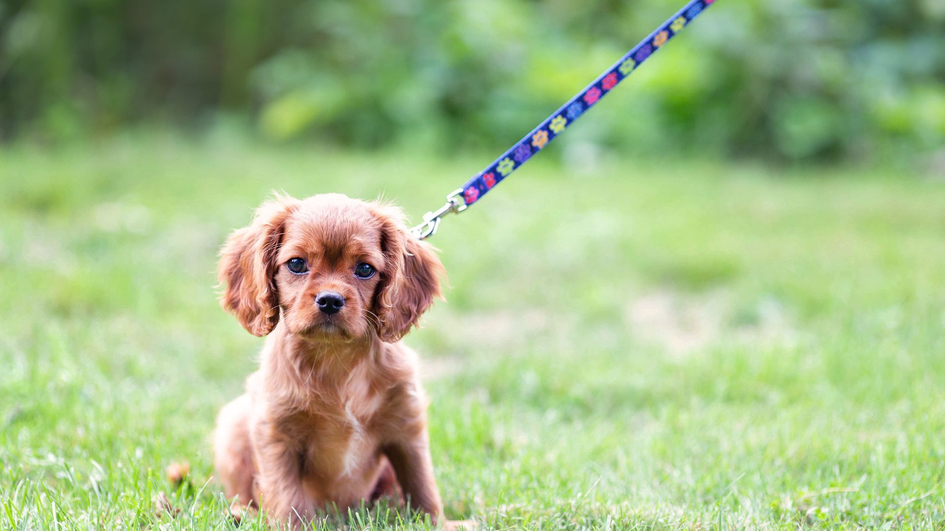 Puppy potty training