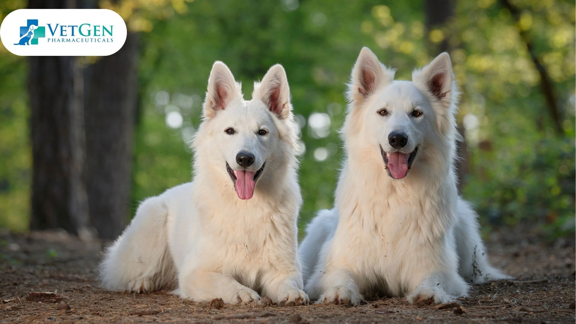 Show line German Shepherd