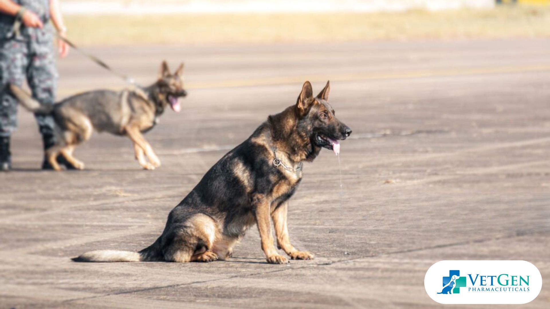 Trainability German Shepherds