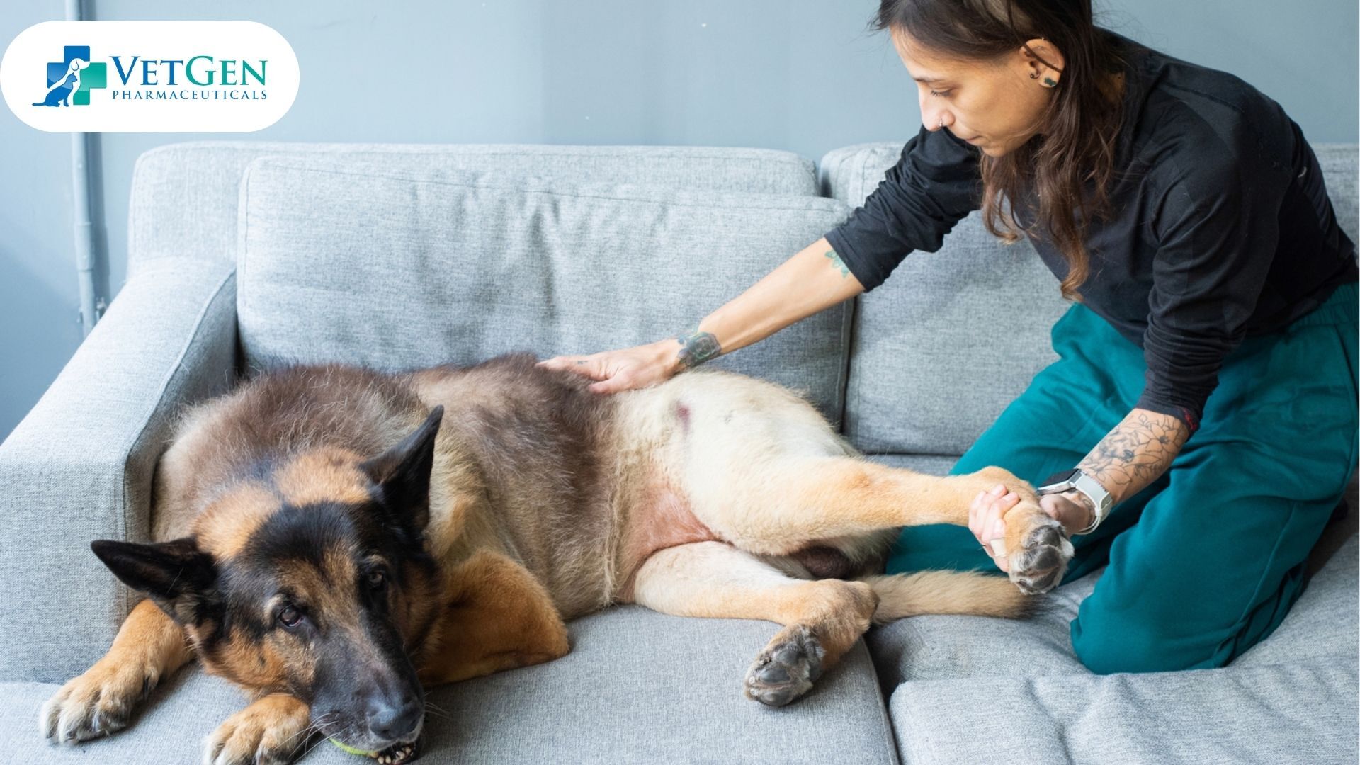 Treatment of German Shepherd Hip Dysplasia