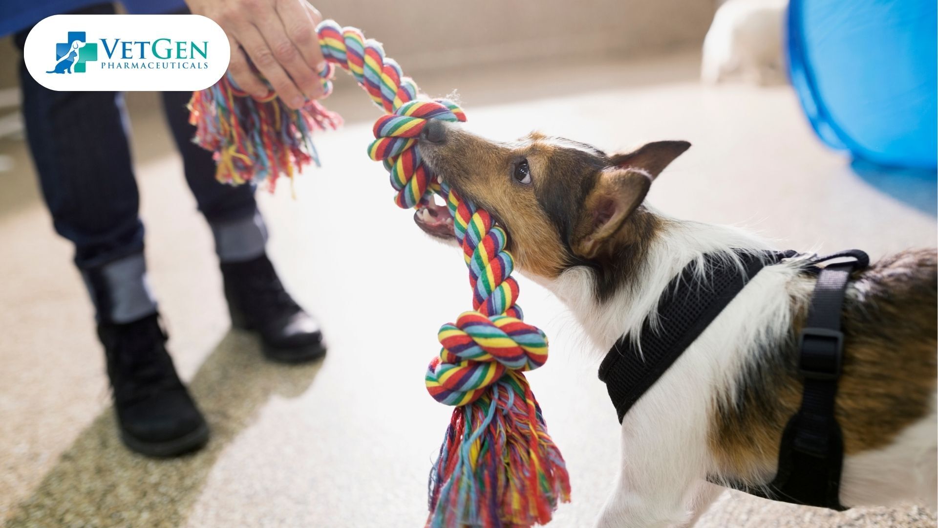 Tuff Mutt Rope Tug Toy