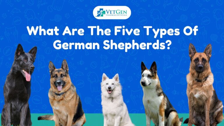 What Are The Five Types Of German Shepherds