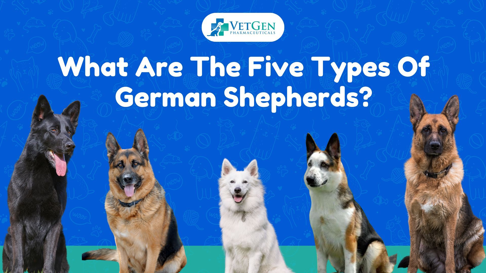 What Are The Five Types Of German Shepherds