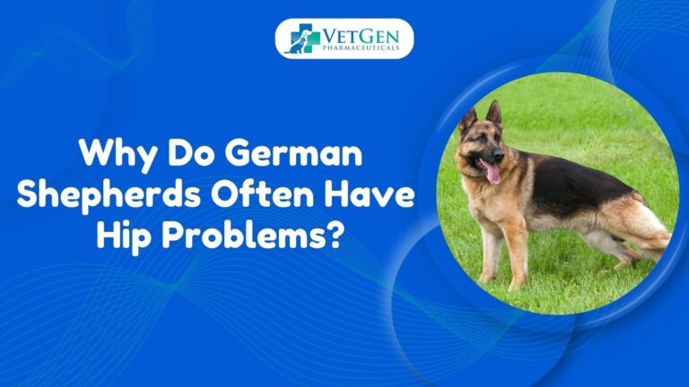 Why Do German Shepherds Often Have Hip Problems