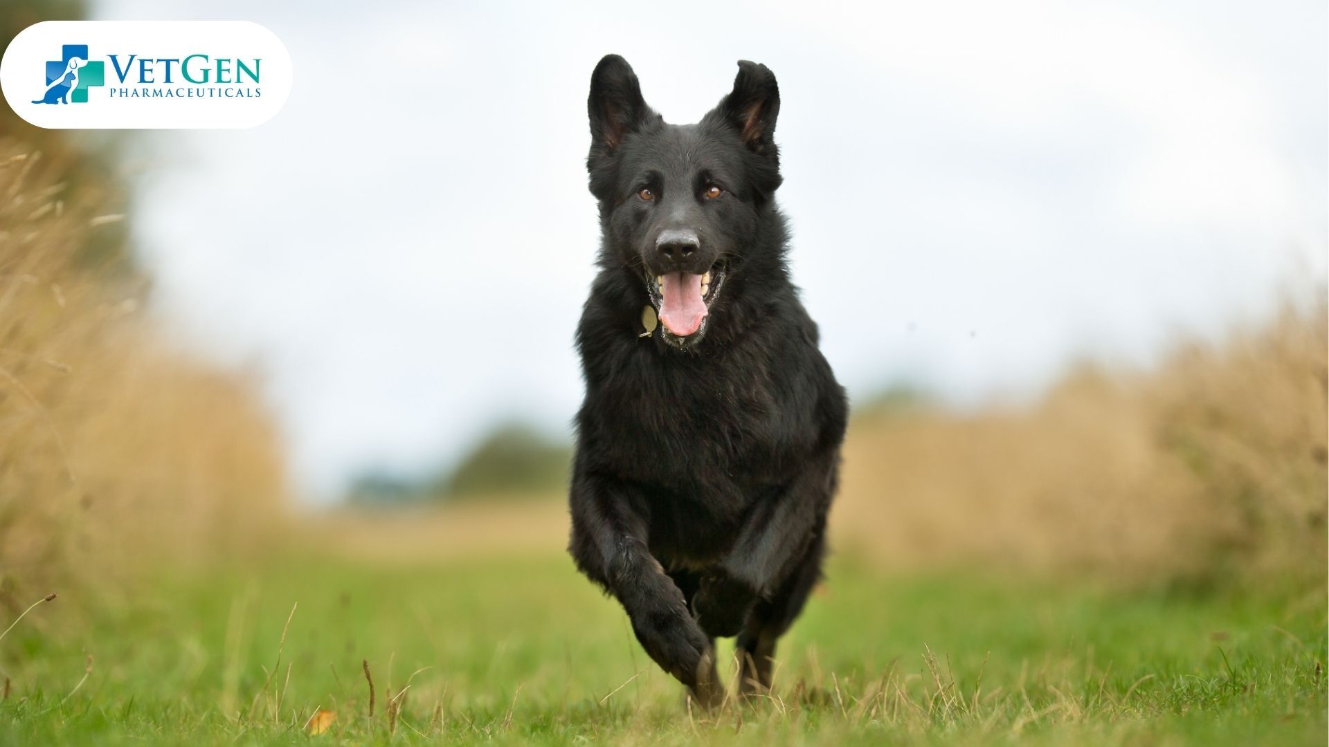 Work line German Shepherd Dog