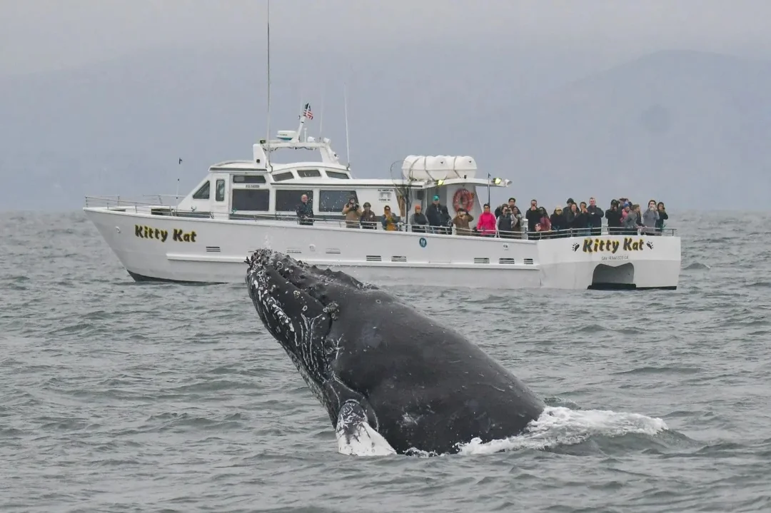 german shepherd gives birth to seven puppies on sf whale