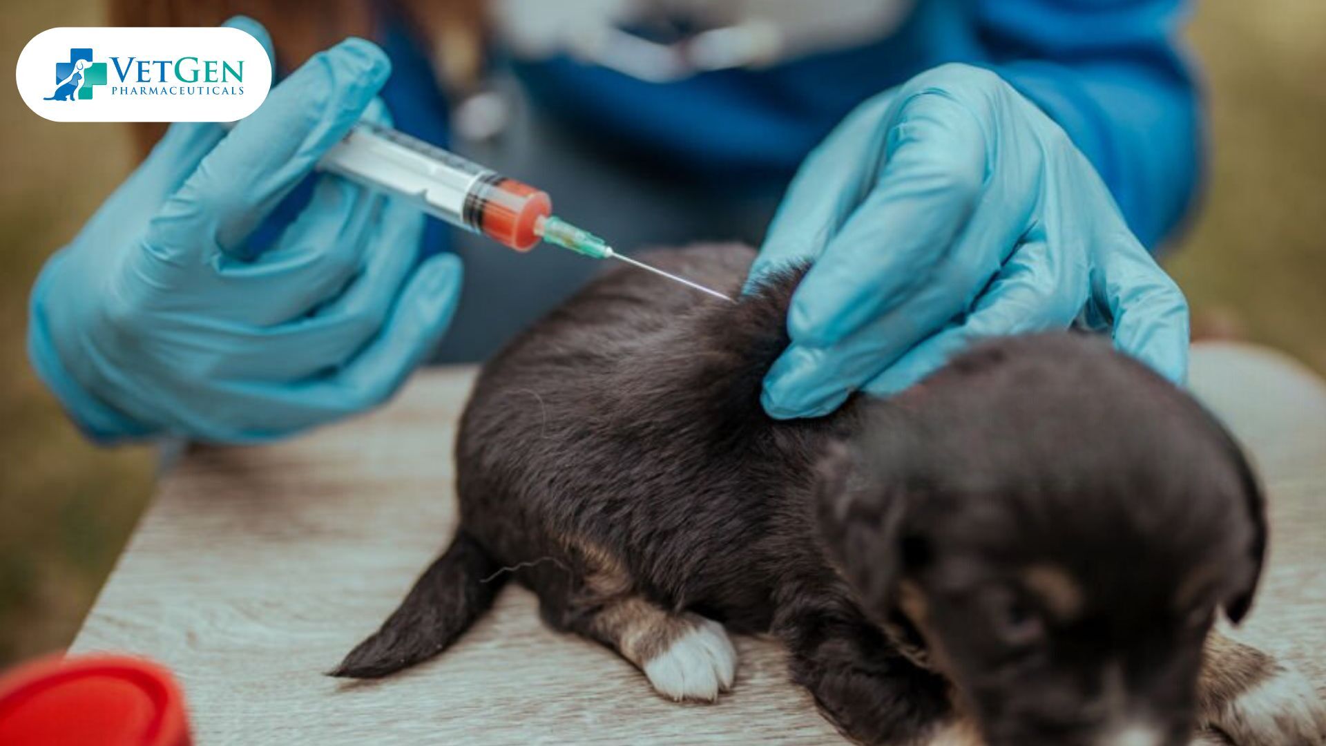 vaccinations for puppies