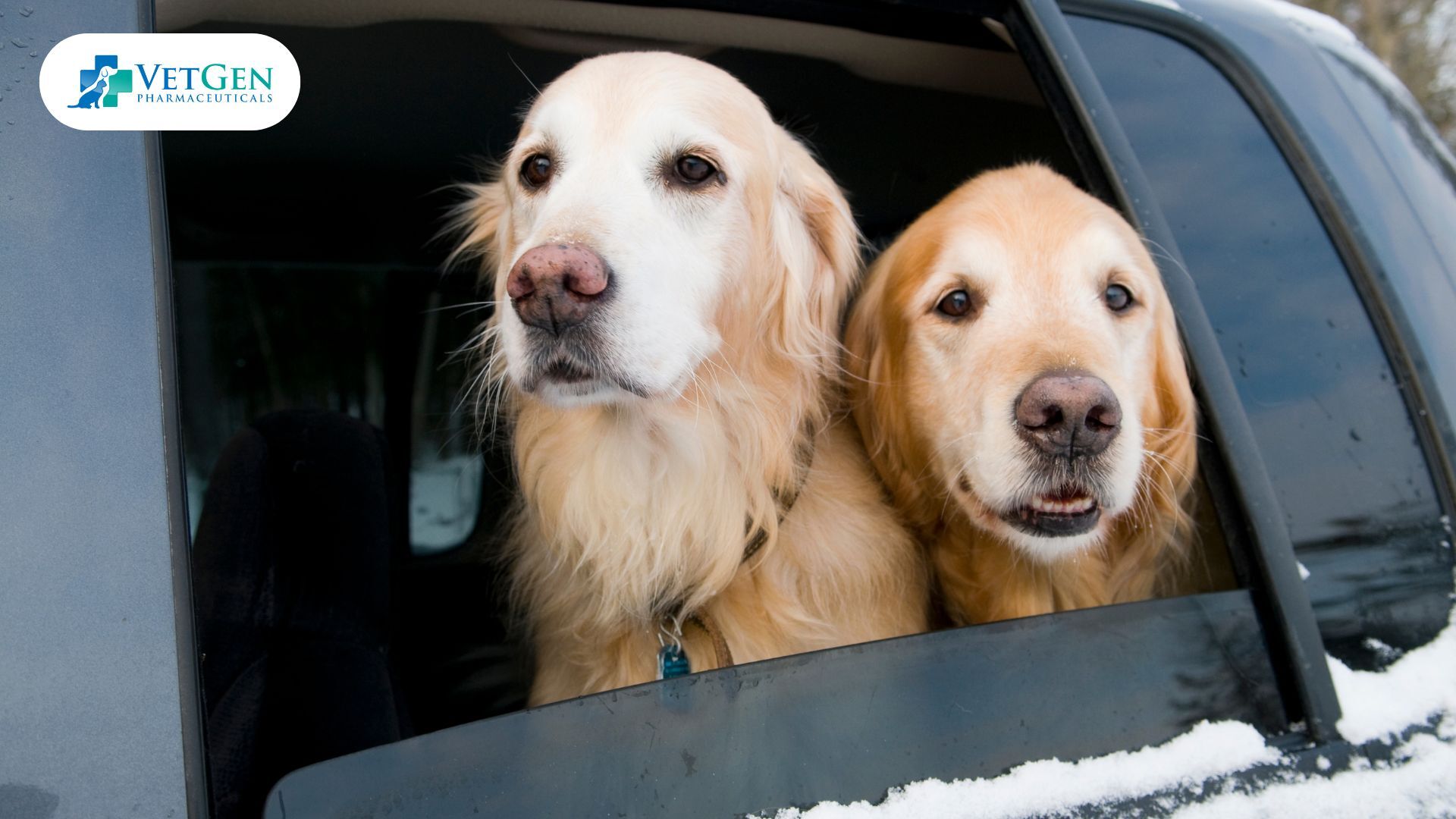 Adventures car rides for dog