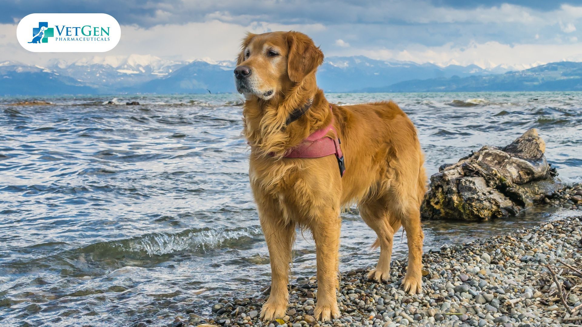 American Golden Retrievers